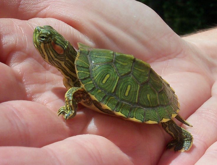 Red EAR SLIDDER TURTLE