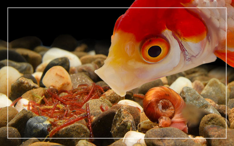 Best Freeze Dried Blood Worms for Aquarium Fish in India (2026 Guide)