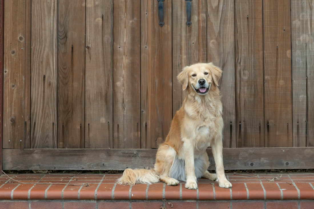 Golden Retriever Dog Price in India (2026 Guide)