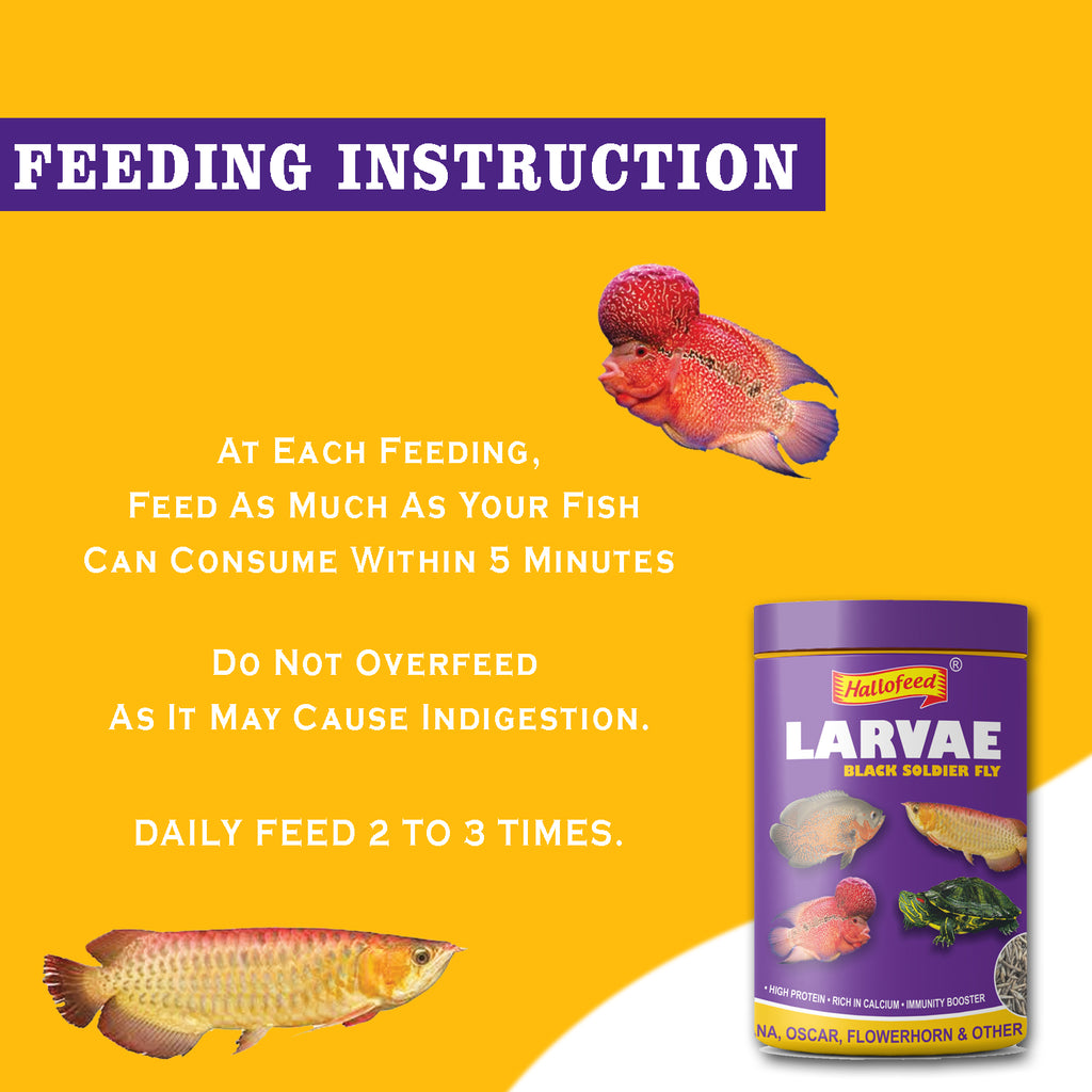Hallofeed Black Soldier Fly Larvae Food- 150Gm for Arowana, Flower Horn,Oscar & Other Carnivorous Fish