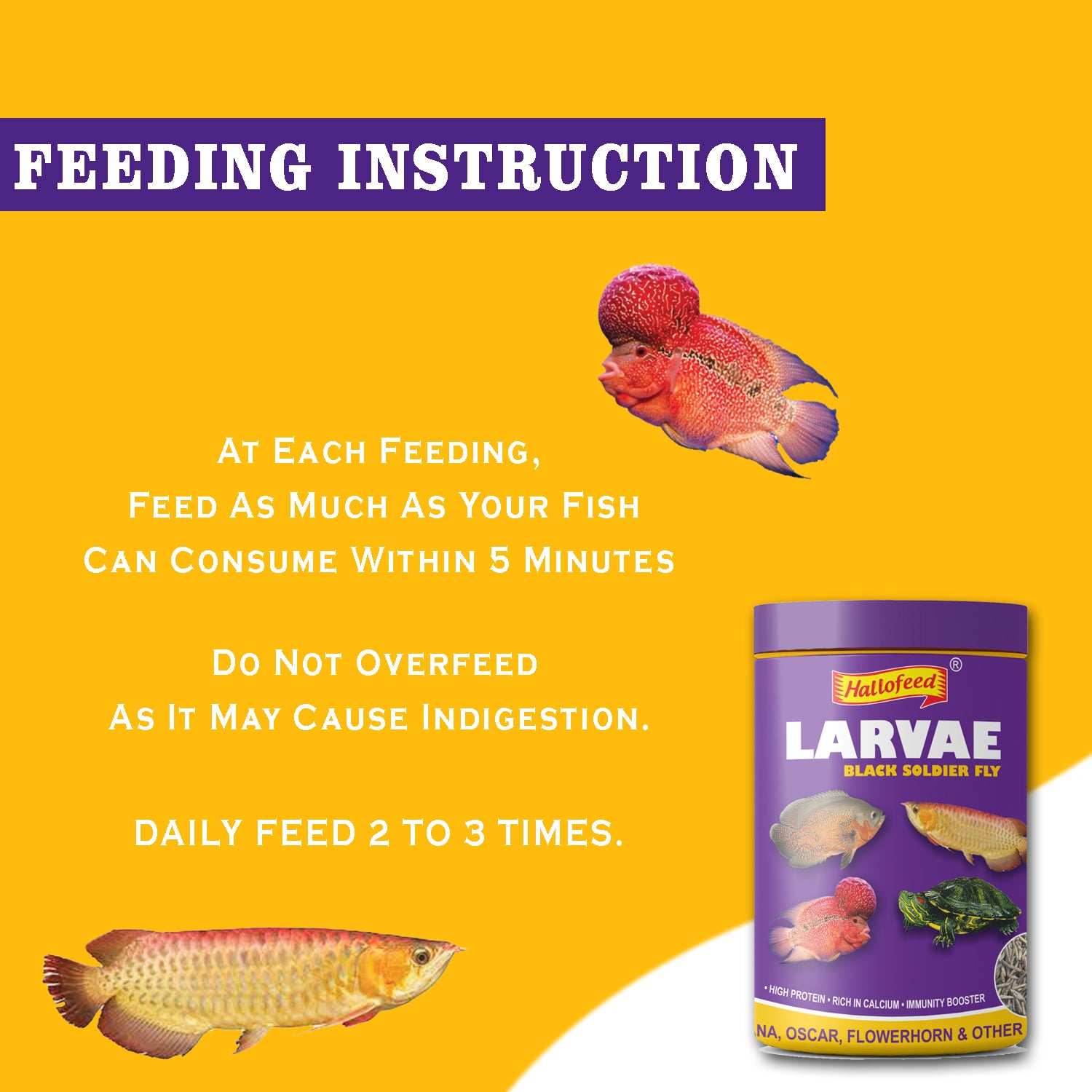 Hallofeed Black Soldier Fly Larvae Food- 150Gm for Arowana, Flower Horn,Oscar & Other Carnivorous Fish